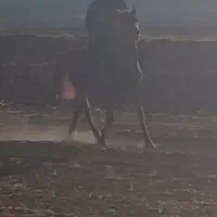 مادیان|اسب و تجهیزات اسب‌سواری|کرمانشاه, |دیوار