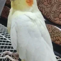 عروس هلندی لوتینو|پرنده|قوچان, |دیوار