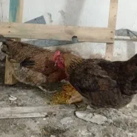 مرغ محلی|حیوانات مزرعه|فیروزکوه, |دیوار