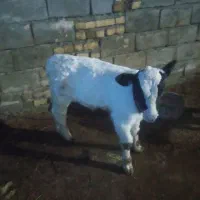 یک راس گاو با گوساله نر