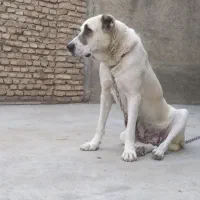 ماده آلابای روسی|سگ|سیمین شهر, |دیوار