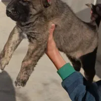 توله الابای در گلستان|سگ|کرمان, |دیوار