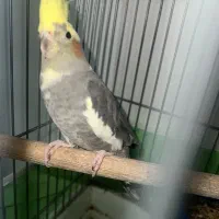 عروس هلندی|پرنده|فردیس, شهرک ناز|دیوار