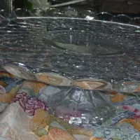 مرکبات گیری.سرخکن .پرده.دیس وکاسه میوه خوری