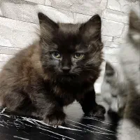 واگذاری بچه گربه|گربه|مشهد, شهرک امام هادی (شهرک غرب)|دیوار