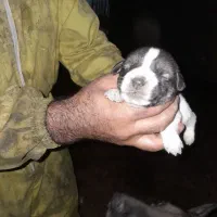 واگذاری توله سگ پژدر