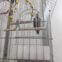 عروس و مرغ عشق سالم  به همراه وسایل قفس