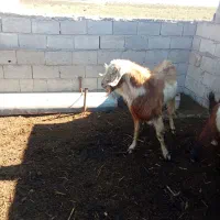 سلام دوستان تکه داشتی اگر کسی خواست در خدمتیم|حیوانات مزرعه|بهارستان, |دیوار