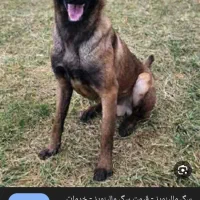 سگ مالینویز ماده