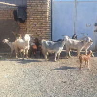 ۶ تا بز زاییده