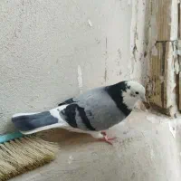 شازده نر
