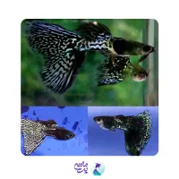 فایتر و بچه ماهی گوپی دم بالغ نژاد دار