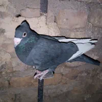 شازده کلاهی|پرنده|رفسنجان, |دیوار