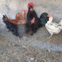 مرغ و خروس|حیوانات مزرعه|کرج, شهرک نهال و بذر|دیوار