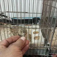 فروش‌سهره‌خاکی