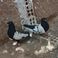 کفتر|پرنده|بندرلنگه, |دیوار