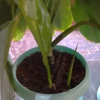 فروش گل|گل و گیاه طبیعی|چناران, |دیوار