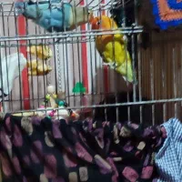 پرنده طوطی برزیلی