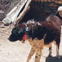 سگ گله ای