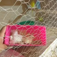 یک جفت مرغ عشق با سه عدد جوجه