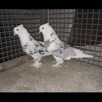 کبوتر شازده هما سرور کاکلی|پرنده|چهاردانگه (تهران), |دیوار