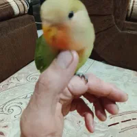 یک جفت طوطی برزیلی صددرصد مولد 4 تخم|پرنده|بومهن, |دیوار