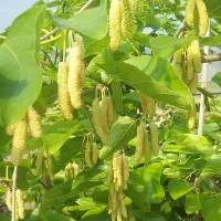 نهال توت موزی پیوندی. دره شهر