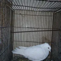 کفتر،کبوتر،پرنده|پرنده|قم, نخودی|دیوار