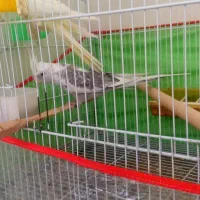 جفت عروس مولد|پرنده|بجنورد, |دیوار