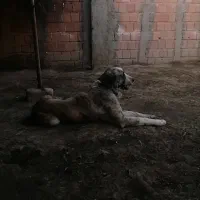 واگذاری سگ پژدر 5ساله|سگ|جلین, |دیوار