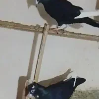 جفت سیاه پلنگ کلایی