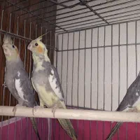 عروس هلندی خونگی و آس|پرنده|اصفهان, شهرک زاینده رود|دیوار