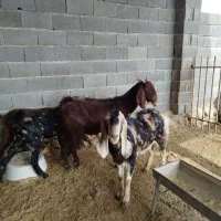 بز بزغاله دار پاکستانی|حیوانات مزرعه|گنبد کاووس, |دیوار