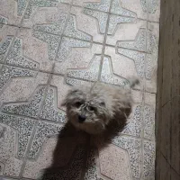 واگذاری پاپی یا معاوضه با عروس هلندی|سگ|ابریشم, |دیوار