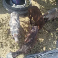 بره آماده برای پروار