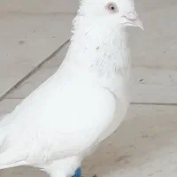 کبوتر بمبویی چیش چنگ سفید