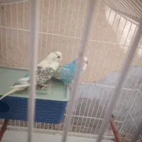 مرغ عشق نرو ماده اصیل فروشی