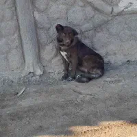 سگ قهدریجانی