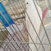 پرنده عروس هلندی