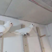 ۳ عدد سفید|پرنده|کشکوئیه, |دیوار