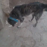 سگ افغان|سگ|آوج, |دیوار