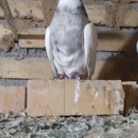 طوقی هفت رنگ|پرنده|پائین جام, |دیوار