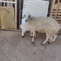 گوسفند بره دار