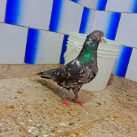 کبوتر کوهی هفت رنگ عتیقه