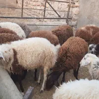 بره نر پرواری|حیوانات مزرعه|چگنی, |دیوار