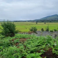 فروش زمین ۱۰۰۰متری جنگلی با سند تک برگ