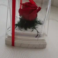 رز طبیعی جاودان