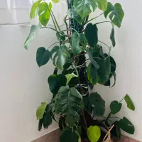 گل برگ انجیری کنار سالنی|گل و گیاه طبیعی|مشهد, دانشجو|دیوار