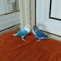 طوطی کتوله جفت