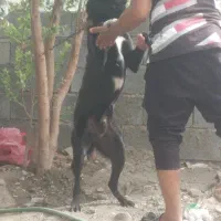 4ملیون|سگ|میناب, |دیوار